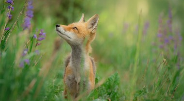 Vos in gras met paarse bloemen