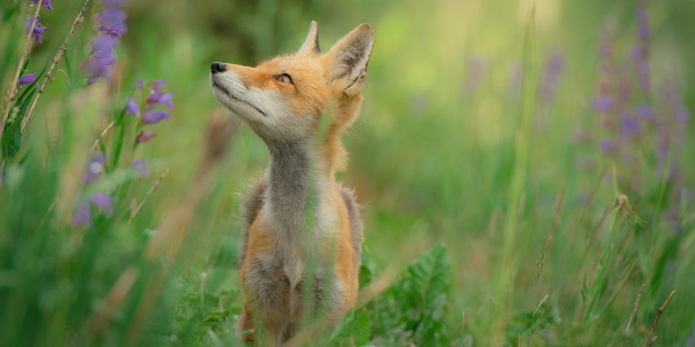 Vos in gras met paarse bloemen