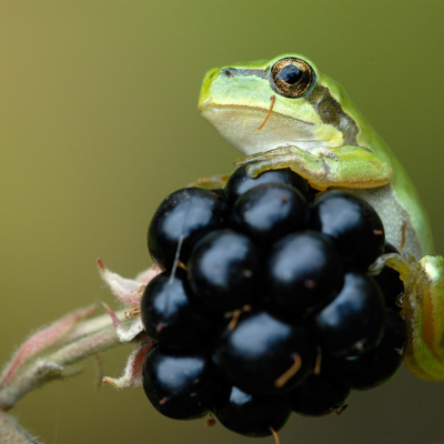 Close up groene kikker op blauwe bessen
