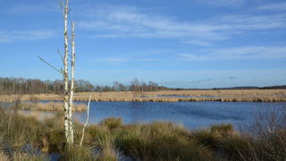 landschap met bomen en water op het Wierdense veld