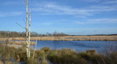landschap met bomen en water op het Wierdense veld