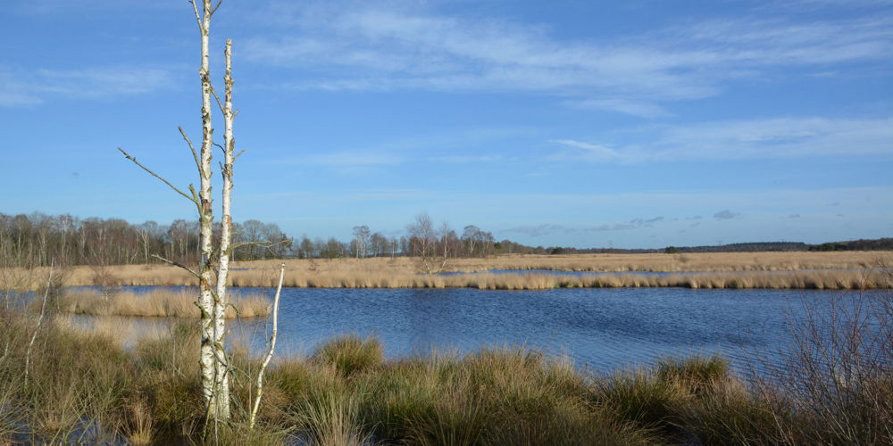 landschap met bomen en water op het Wierdense veld