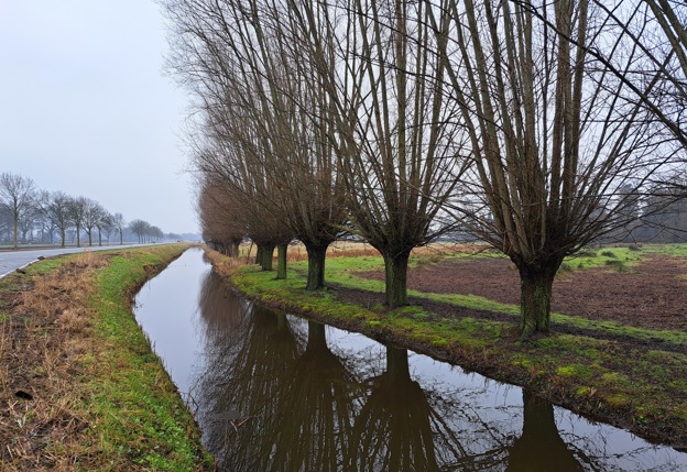 Schietwilg aan de rand