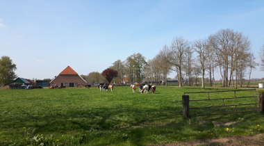 Koeien en weiland met huis erachter