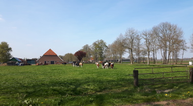 Koeien en weiland met huis erachter