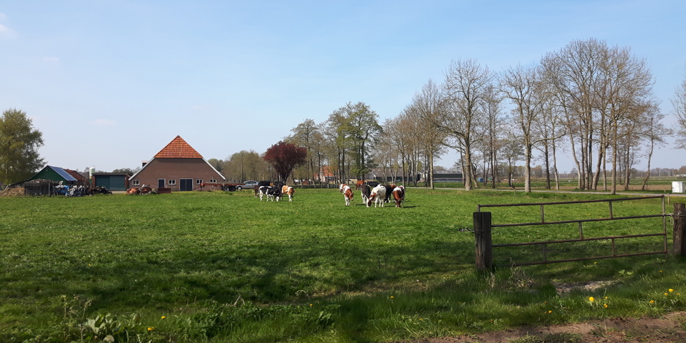 Koeien en weiland met huis erachter