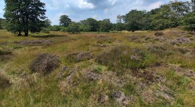 Grasveld met struiken, omringd door bomen onder een deels bewolkte lucht.