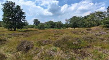 Grasveld met struiken, omringd door bomen onder een deels bewolkte lucht.