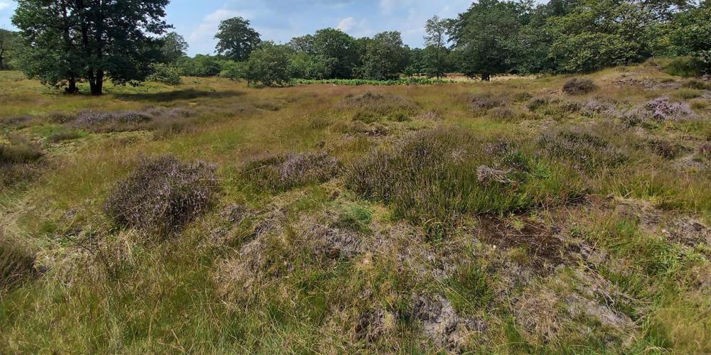 Grasveld met struiken, omringd door bomen onder een deels bewolkte lucht.
