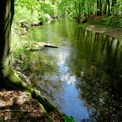 sloot omringd door struiken en bomen