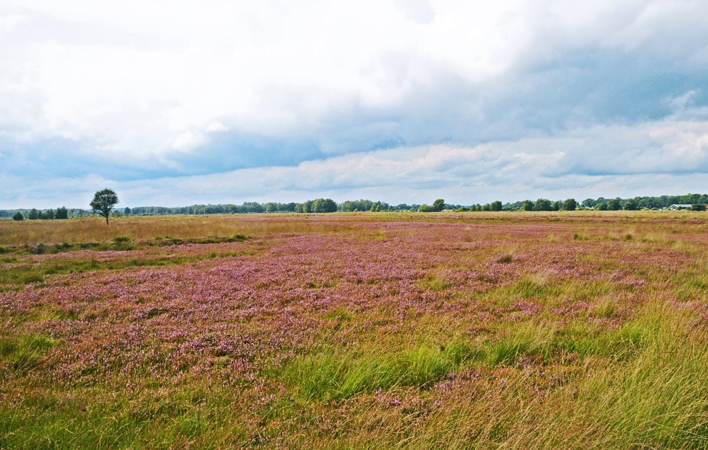 landschap met bomen