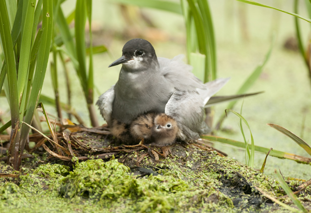 Zwarte stern met kleine vogeltjes tussen gras