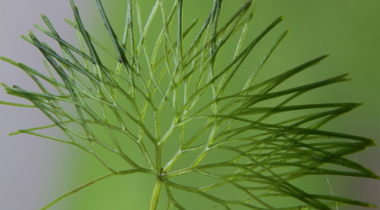 invasieve exoten de plant waterwaaier