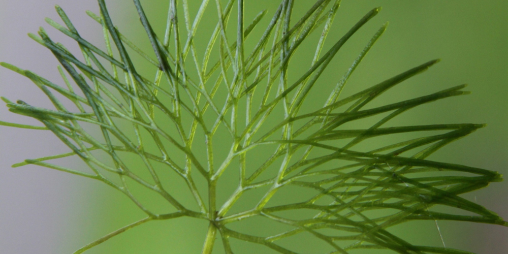 invasieve exoten de plant waterwaaier