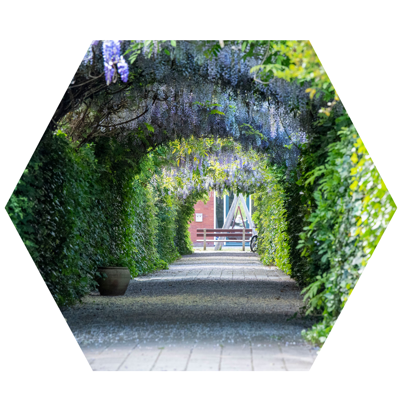 pad met bogen met gouden regen planten