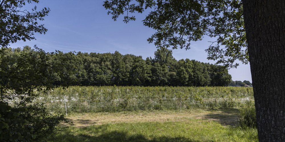 Een rij bomen voor een blauwe lucht, voorste strook is nieuwe aanplant