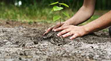 handen die een plantje in de grond aandrukken
