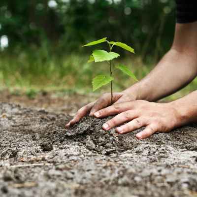 handen die een plantje in de grond aandrukken