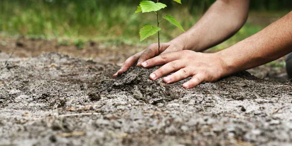 handen die een plantje in de grond aandrukken