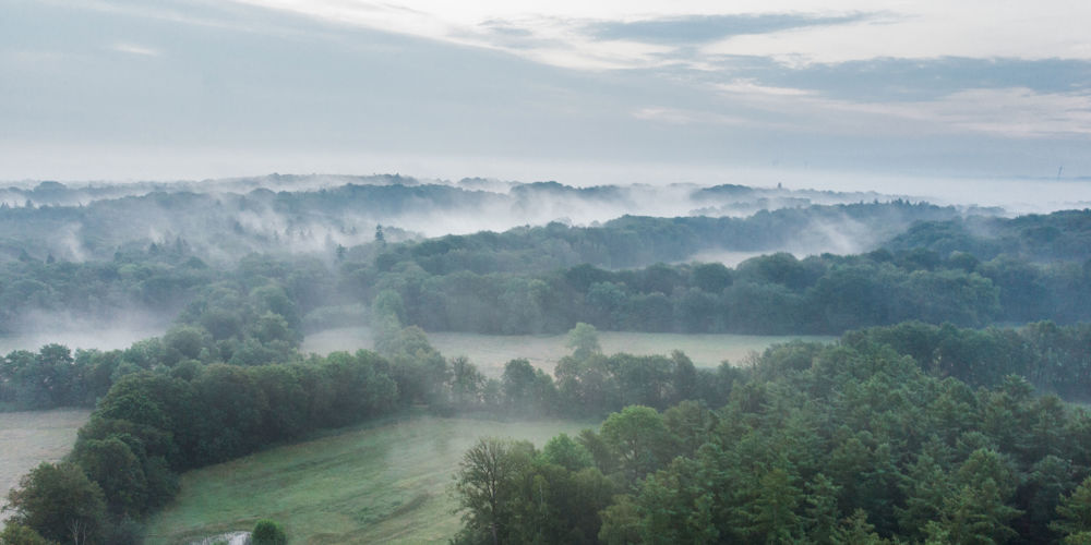 Tankenberg, bomen in de mist | Fotograaf: Vincent Croce