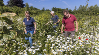 3 personen lopen in een veld met bloemen en struiken