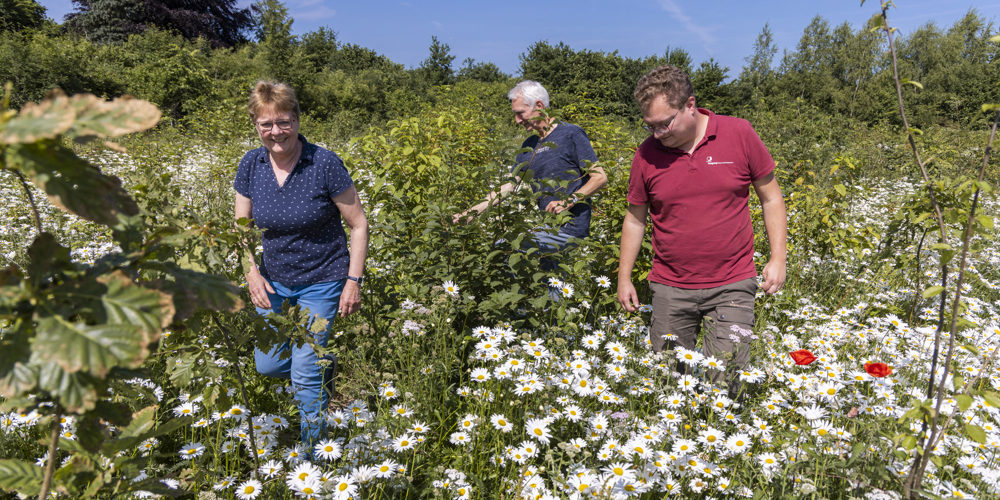 3 personen lopen in een veld met bloemen en struiken