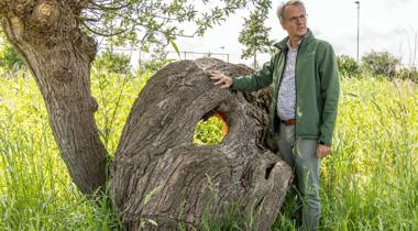 Wim Eikelboom in groen jack staat naast een knotwilg met een groot gat in de stam, in een grasrijk landschap.