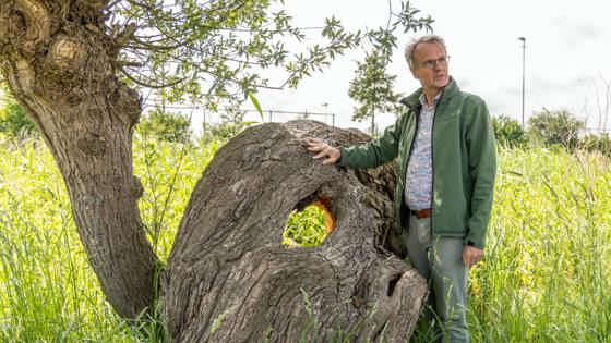 Wim Eikelboom in groen jack staat naast een knotwilg met een groot gat in de stam, in een grasrijk landschap.