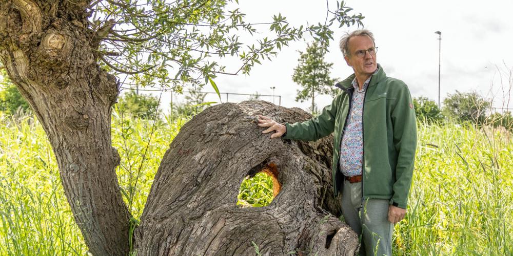 Wim Eikelboom in groen jack staat naast een knotwilg met een groot gat in de stam, in een grasrijk landschap.