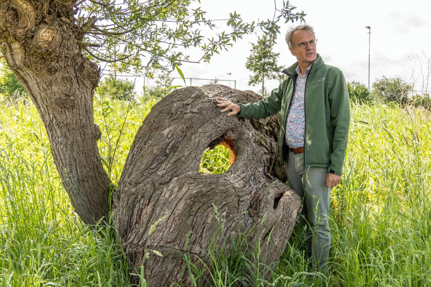 Wim Eikelboom in groen jack staat naast een knotwilg met een groot gat in de stam, in een grasrijk landschap.