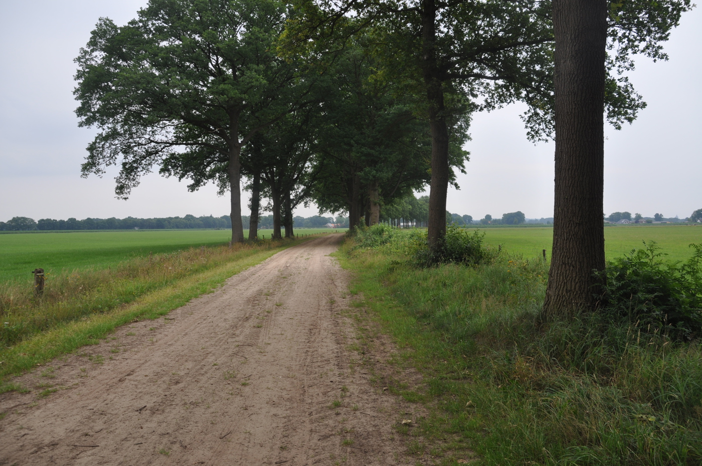 Bomen lands breed zandpad