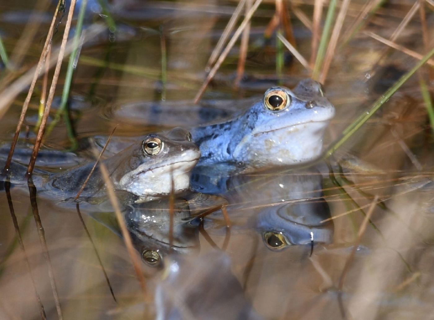 close up van kikkers in het water