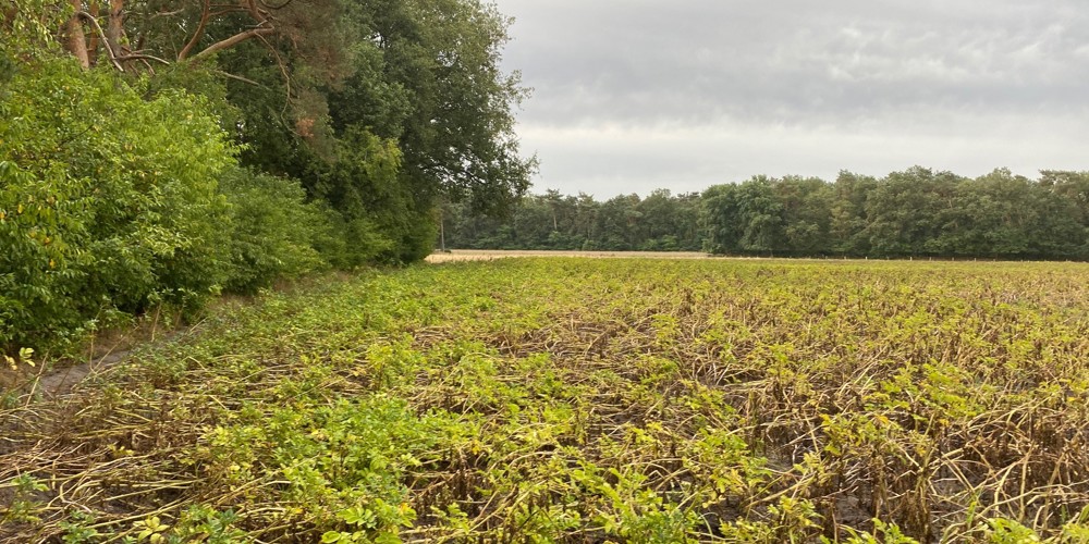 weiland met planten omringd door houtwallen