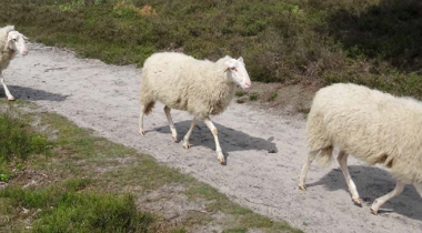 Schapen op een pad