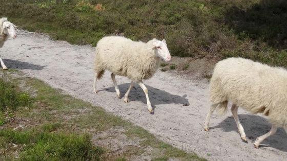 Schapen op een pad
