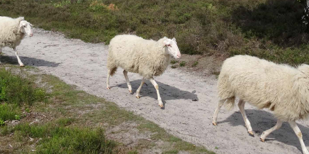 Schapen op een pad