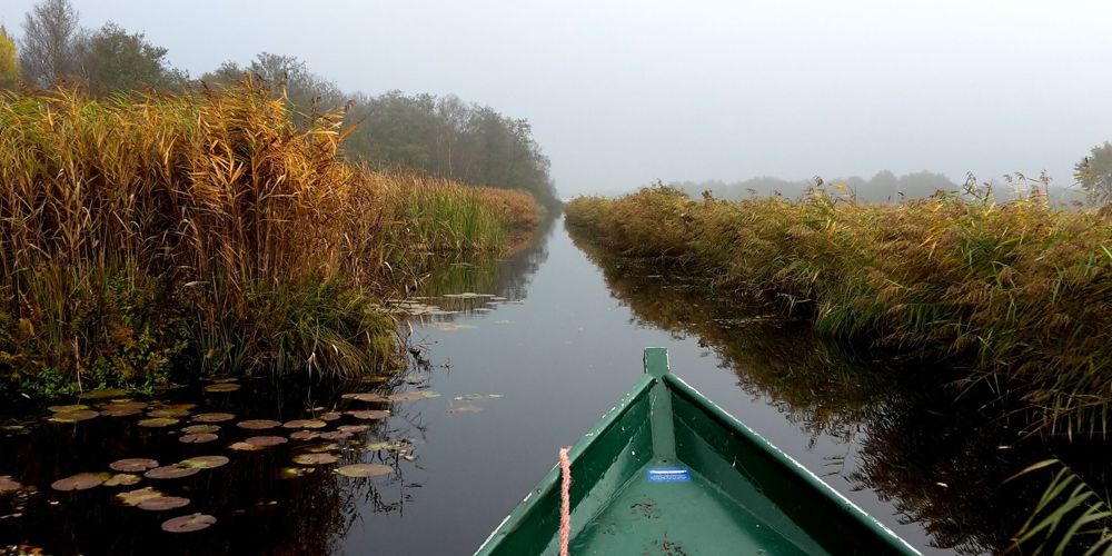Een kano op een sloot tussen hoog en geel riet