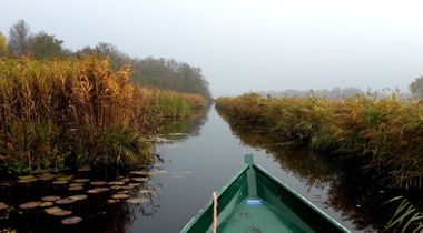 Een kano op een sloot tussen hoog en geel riet