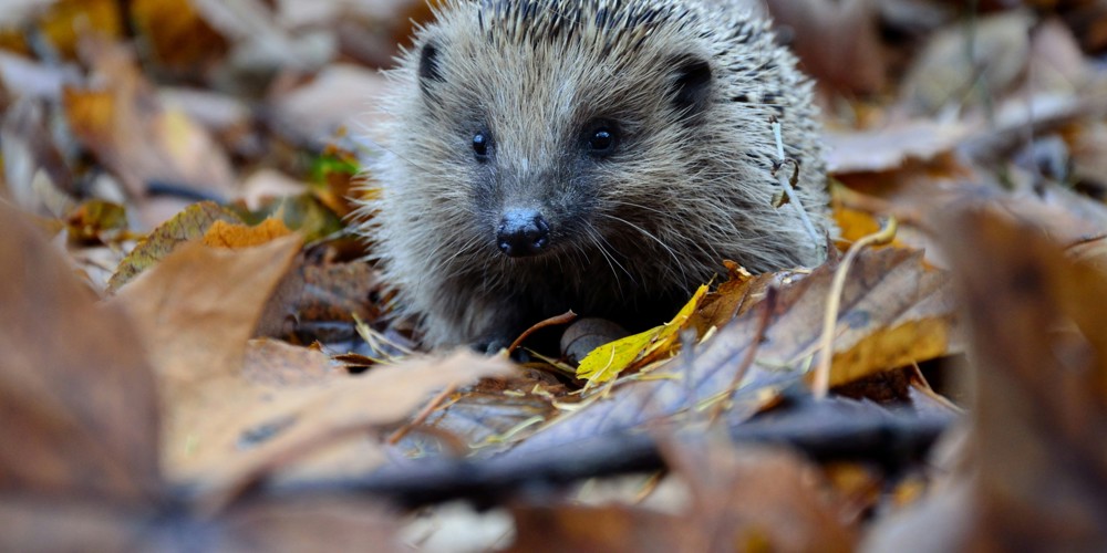 Egel in gevallen bladeren