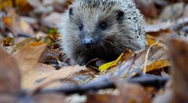 Egel in gevallen bladeren
