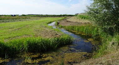 sloot met eendenkroos kronkelend door weilanden