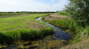 sloot met eendenkroos kronkelend door weilanden