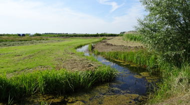 sloot met eendenkroos kronkelend door weilanden