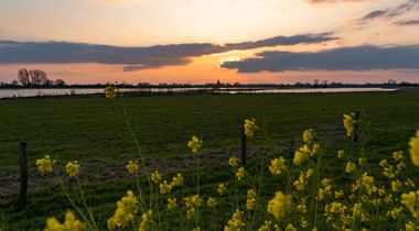 foto van gele bloemen met weiland met water en zonsondergang op achtergrond