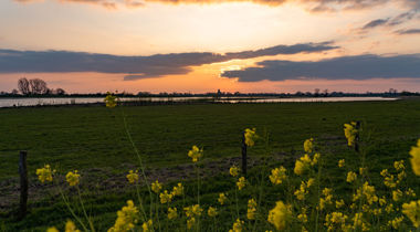 foto van gele bloemen met weiland met water en zonsondergang op achtergrond