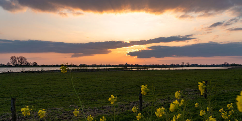 foto van gele bloemen met weiland met water en zonsondergang op achtergrond