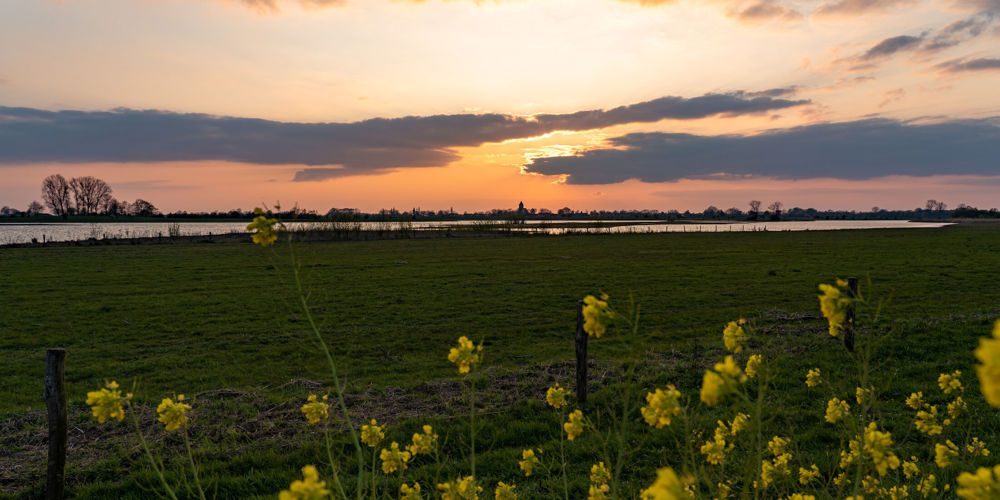 foto van gele bloemen met weiland met water en zonsondergang op achtergrond