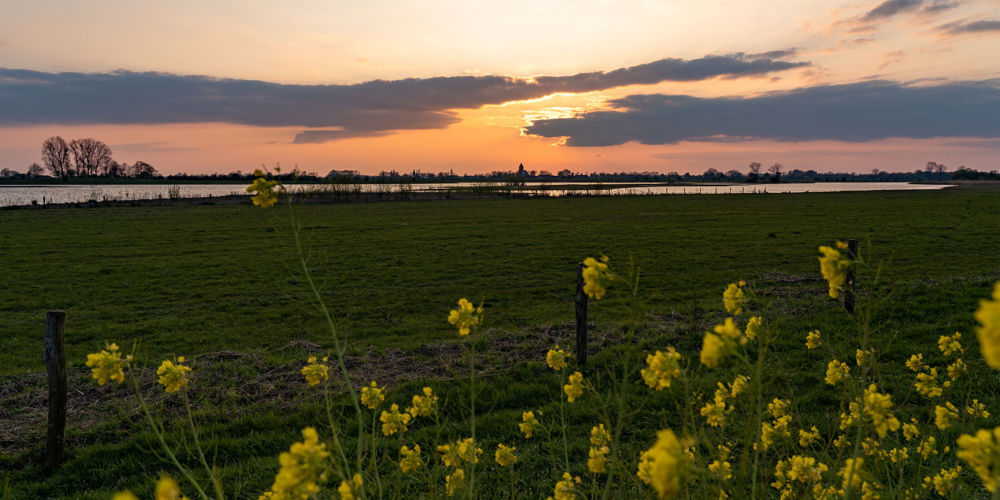 foto van gele bloemen met weiland met water en zonsondergang op achtergrond