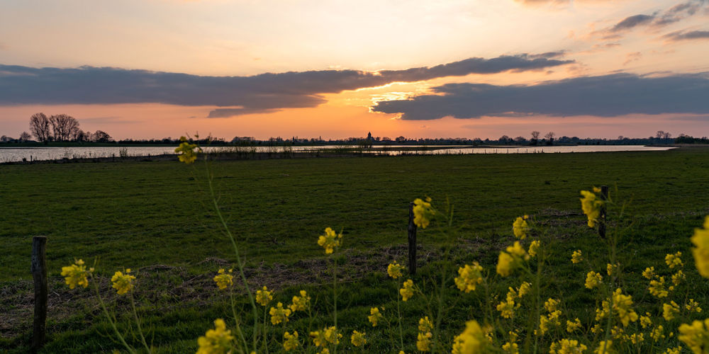 foto van gele bloemen met weiland met water en zonsondergang op achtergrond