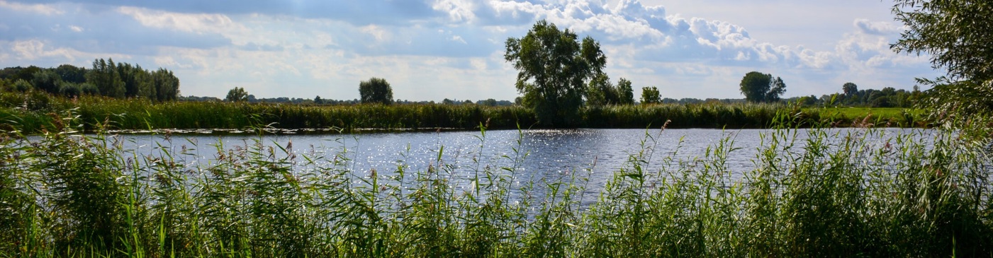 Foto van sloot met oevers vol met riet